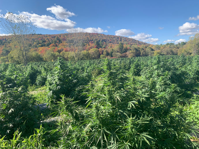 What do you mean by full-spectrum hemp?