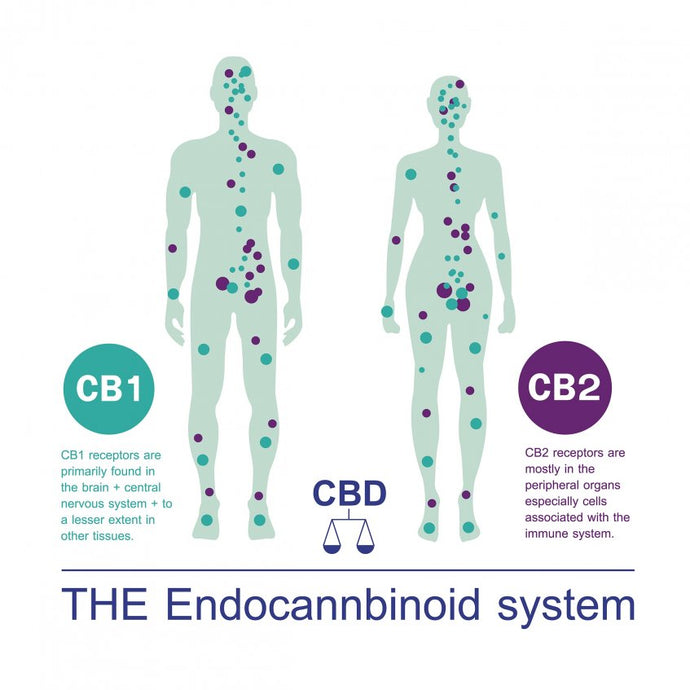 Why does my body need hemp?