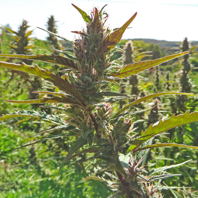 Hemp plant in fields with hemp plants in background shot is centered on colas of Cucumber Diesel variety of Meristem Farms in Northern Vermont