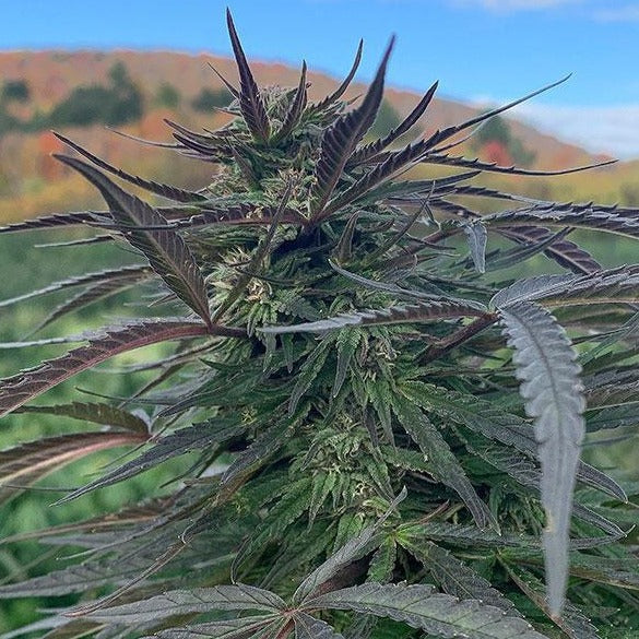 Detail of Meristem Farms Merlot Frette (Quebecois saying for extreme cold) cola growing in the field approaching full maturity with changing colors of trees in distant background 