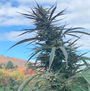 Photo of hemp colas  of Meristem Farms' Morning Star variety in field in Northern Vermont green leaves with purple tips and developing colas nearing harvest season.  Changing colors of trees are seen on the distant hill in background.