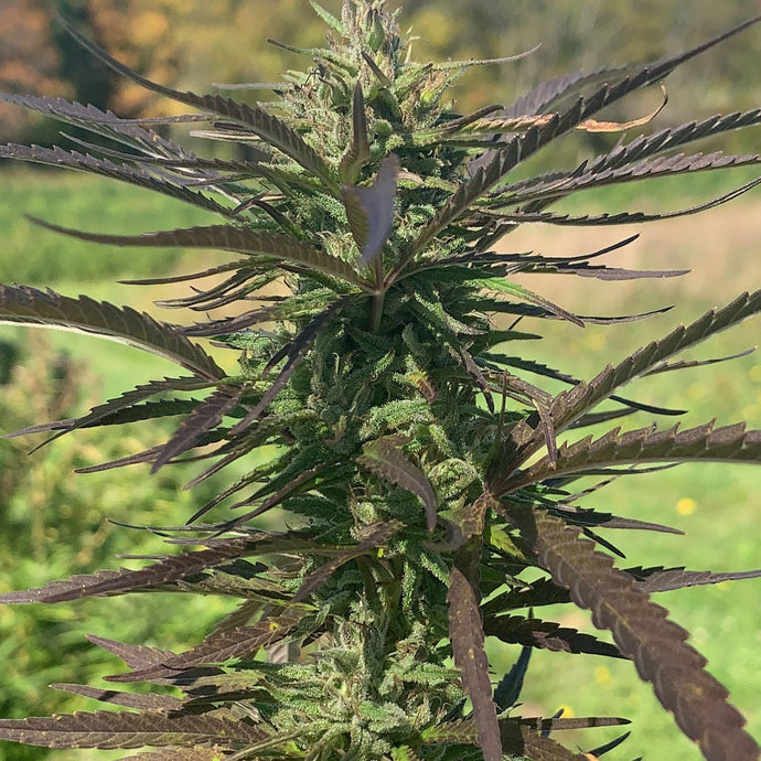 Image shows detail of developing maturity level of colas of the Meristem Farms' Ruby Hamsa variety.  Pictured in the field with changing colors of trees in the far distance. 