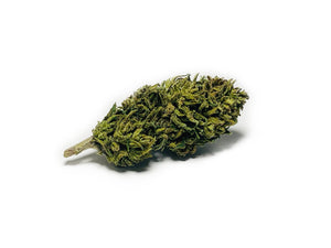 Stella Aurora™ Hemp Flower 'Clarity'